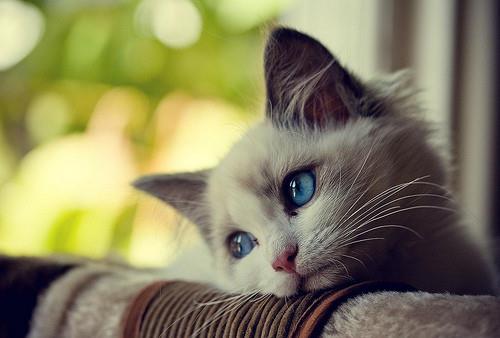 kucing